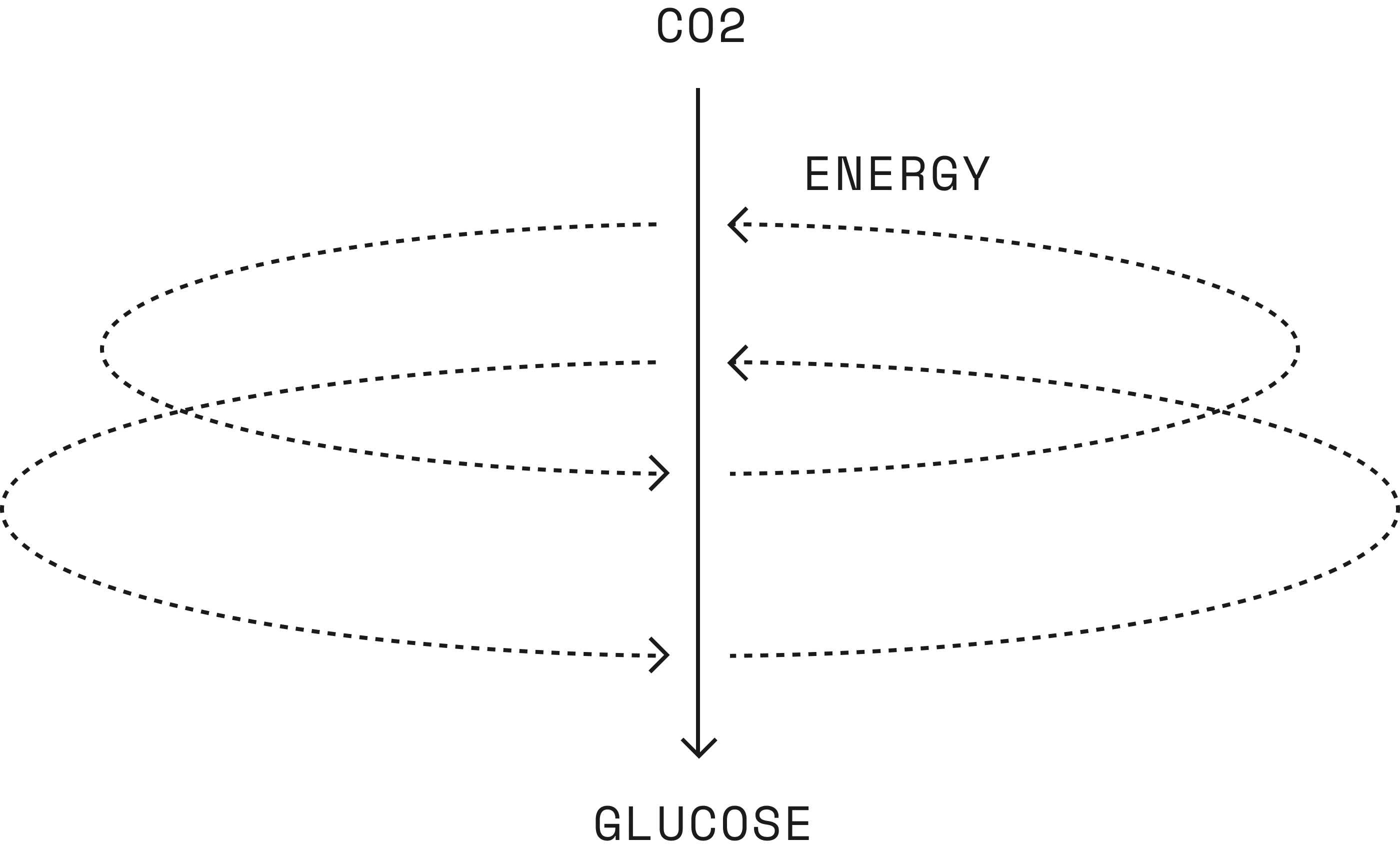 Carbon assimilation diagram showing light energy conversion
