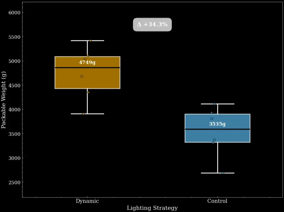 Light optimisation supported by Gardin's photosynthetic insights enhanced packable weight at harvest by 34%. The control lighting group was previously identified light recipe. In the dynamic group, Gardin's photosynthetic performance insight informed the grower that the lettuce had increased capacity for light, leading to 34% increase in packable weight.
