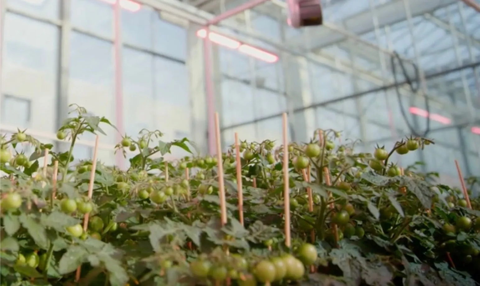 Autonomous Greenhouse site photography